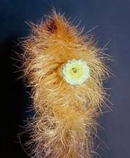 Image result for Ochna dolicharthros