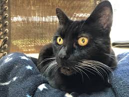 Shop with afterpay on eligible items. S E Smith On Twitter Marbles Has Such Cool Whiskers