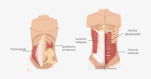 Internal and external obliques work to rotate the torso. Torso Muscles 2 Internal Oblique Quadratus Lumborum Free Transparent Png Download Pngkey