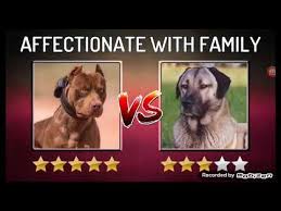 Kangal Vs Pitbull Hangisi Daha Guclu Youtube