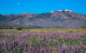 Maybe you would like to learn more about one of these? Wildflowers In The Valley Discover Palm Desert
