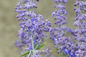 Image result for Perovskia atriplicifolia lacey blue lisslitt photo