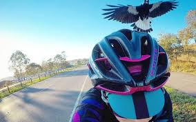 A magpie may rarely attack by landing on the ground in front of a person and lurching up and landing on the victim's chest and pecking at the face and eyes. 6 Tips To Stay Safe From Magpies This Spring Wiggle Blog Guides