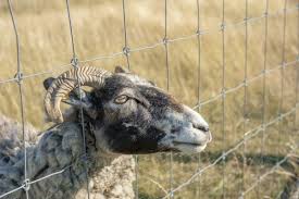 images?q=tbn:ANd9GcT5t-98KR93aCmXYJCRLaC