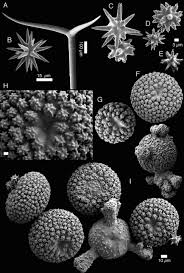 La articolul 97, alineatul (3) se modifică şi va avea următorul cuprins: Taxonomy Biogeography And Dna Barcodes Of Geodia Species Porifera Demospongiae Tetractinellida In The Atlantic Boreo Arctic Region Cardenas 2013 Zoological Journal Of The Linnean Society Wiley Online Library