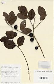 Image result for Ludia