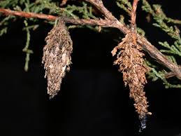 Webworms threaten walnut trees (juglans spp.) wherever they grow in u.s. Bagworms Purdue Landscape Report