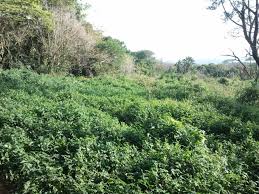 Image result for Hyperacanthus amoenus