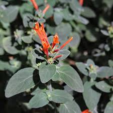 Image result for Dicliptera sericea