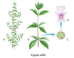 Image result for Rytigynia umbellulata