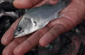 ∙ promo pengguna baru ∙ kurir instan ∙ bebas ongkir ∙ cicilan 0%. Masa Depan Perikanan Budi Daya Ada Di Kakap Putih Mongabay Co Id Mongabay Co Id