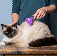 Fellwechsel Bei Katzen Tipps Fur Weniger Katzenhaare Vs