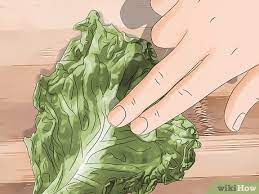 And while i will fully admit that the flavor of iceberg lettuce is delicate, what i really come to iceberg for is that watery (some might say juicy) crunch. How To Tell If Lettuce Has Gone Bad 12 Steps With Pictures