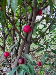 Berikut ini cara mengolah buah mahkota dewa dengan baik dan benar. Manfaat Dan Efek Samping Mahkota Dewa Yang Harus Kita Ketahui Steemit