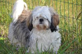 Of course, they are also a lot of work, and housetraining a shih tzu is never an easy or quick job. Shih Tzu Facts