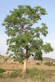 Image result for Aeschynomene mossambicensis