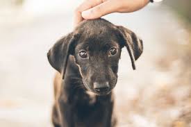 Pet rescue is here to connect families looking for a pet with rescue animals in need of a home. Pet Adoption Tips How To Save A Life This Fall