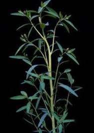 Image result for Sphenoclea zeylanica