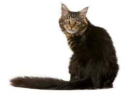Harmlose, aber leider auch gefährliche. Schwierige Defakation Und Blut Im Stuhl Bei Katzen Haustier Wiki