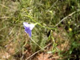 Image result for Wahlenbergia capitata