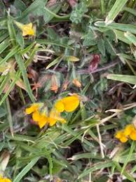 Image result for Lotus namulensis