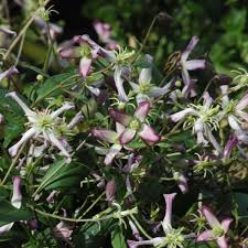 The starry four sepal flowers are pink tipped and have a wonderfully one of the most heavily scented clematis with a fragrance redolent of almond biscotti. Triternata Rubromarginata Clematis Triternata Rubromarginata Online Kaufen