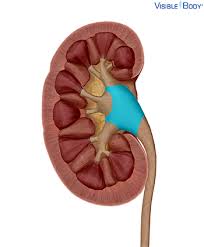 Mammals and birds are the only vertebrates known to late kidneys. Glossary Of The Urinary System Learn Urinary Anatomy