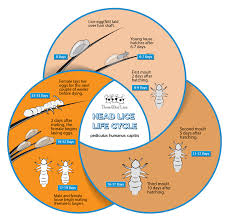 Image result for lice life cycle