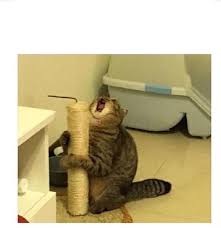 Screaming Cat Loves Post Blank Template Imgflip The 'woman yelling at cat' meme refers to a scene of taylor armstrong from the second season of the real housewives of beverly hills, going off on a cat (which a blank template of this meme is available for you to edit and download—just click the meme below to begin! screaming cat loves post blank template
