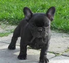 Blue French Bulldog Google Images French Bulldog Puppy Black French Bulldog Puppies Bulldog