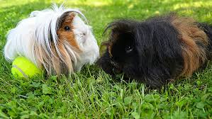 These specific hairs are used to protect the rest of the coat from any wear and excess of moisture. Hd Wallpaper Black White Guinea Pig Long Haired Guinea Pig Guinea Pig Peruwianka Wallpaper Flare