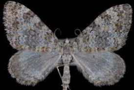 Image result for Entephria caesiata