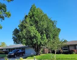 Image result for Nageia nagi