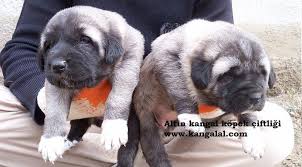Kangal Yavrusu Kangal Ciftligi Kangal Yavru Satisi Kangal Kopegi Yavru Kopek Akbas