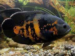 Oscars in fish tanks typically a typical oscar fish will grow to be about a foot long. Best Types Of Pet Fish Oscar Fish Oscar Fish Tiger Oscar Fish Tropical Fish