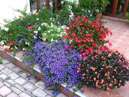 Image result for foto Vějířovka