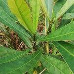 Image result for Anthocleista vogelii