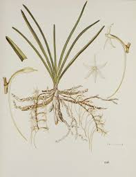 Image result for Ypsilopus erectus