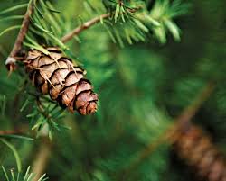 Straight grained with a medium, even texture. Pine Kids Britannica Kids Homework Help