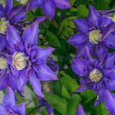 On oct 10, 2001, joy from kalama, wa (zone 8b) wrote: Multi Blue Clematis Large Flowered Clematis Spring Hill