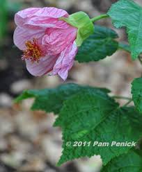 Image result for Abutilon lauraster