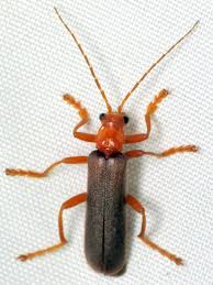 Bug Of The Day Bugs Moth Day