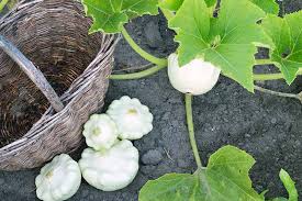 Check spelling or type a new query. How To Grow Summer Squash Gardener S Path