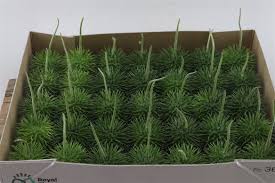 Image result for Cucumis hirsutus