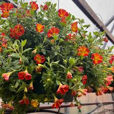 Image result for foto Million Bells