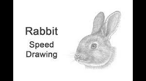 This will be the base of the ears. How To Draw A Rabbit Head Detail