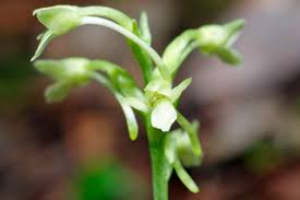 Image result for Microcoelia bulbocalcarata