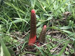 Image result for Mutinus elegans