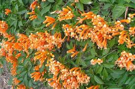 Image result for Pyrostegia