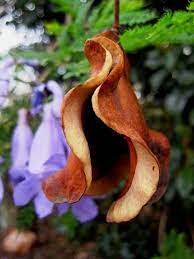 Seed Pod And Jacaranda Flowers Free Stock Photo Seed Pods Seeds Flower Seeds